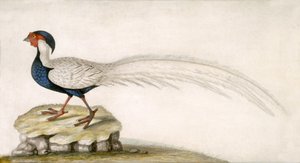 Pheasant by Unbekannter Künstler