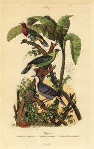 Pink-headed fruit-dove, Buru green pigeon, and Luzon bleeding-heart