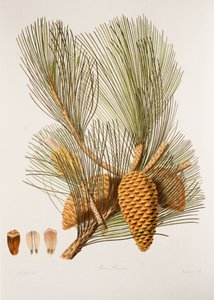 Sea Pine by Unbekannt