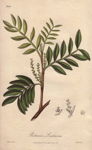 Pistacia lentiscus (Pistacia lentiscus) - Strong Water by William Clarke to illustrate Medical Botanical, Description of the Medicinal Plants of London, Edinburgh and Dublin by John Stephenson and James Morss Churchill by Unbekannter Künstler