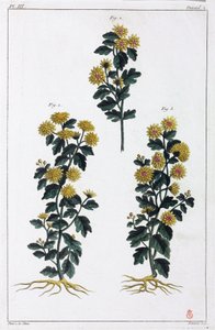 Medicinal Plants, China