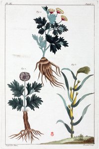 Medicinal plants, China by Unbekannt