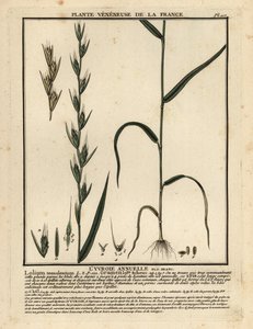 Poison darnel, Lolium temulentum