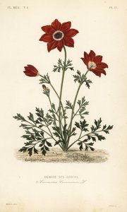 Poppy anemone, Anemone coronaria by Unbekannt