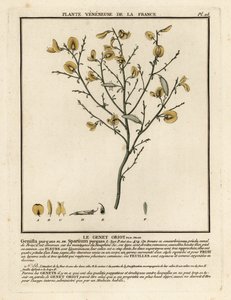 Purging Broom, Cytisus purgans by Unbekannter Künstler