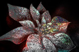 Rainbow Poinsettia for My Darling, 2017 by Unbekannter Künstler