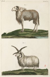 Rams by Unbekannt
