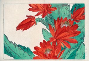 Crimson Cactus Flower