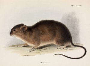 Rat, South America, c. 1832-1836