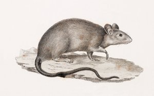 Rat from Alexandria