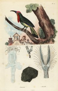 Red-Bearded Bee-Eater, Nyctyornis Amictus, and Fungoid Bryozoan, Plumatella Fungosa by Unbekannt