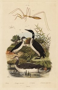 Red-throated loon, common loon, black-throated loon, and thread-legged bug by Unbekannt