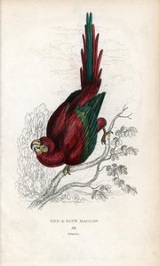 Red Ara or Macau Ara. Psittacus macao