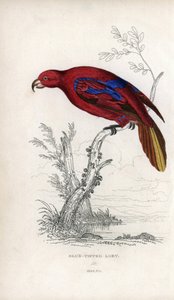 Red Lori, Eos rubra. Psittacus caeruleatus by Unbekannter Künstler