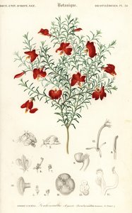 Red Leschenaultia, Leschenaultia formosa (engraving) by Unbekannter Künstler