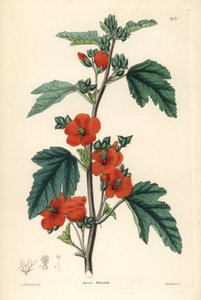 Red purple - Globemallow