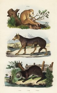 Red slender loris, wolf, and Eurasian otter