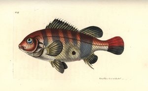 Redstriped eartheater by Unbekannter Künstler