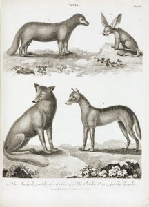 Foxes and Jackals