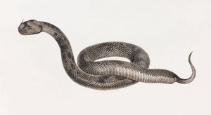 Reptiles: A Viper by Unbekannt