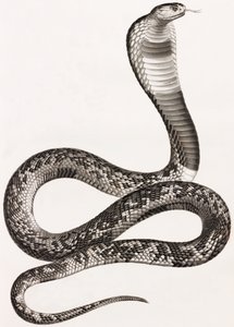 Reptiles: An Asp by Unbekannt