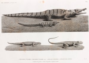 Reptiles: Crocodiles and Stellions by Unbekannt