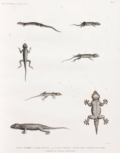 Reptiles: Lizards and Geckos