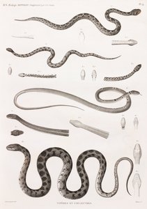 Reptiles: Vipers and Snakes
