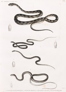 Reptiles: Series of Illustrations of Snakes by Unbekannt