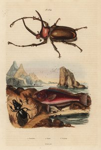 Rhinoceros scarab beetle, Golofa porteri, Cretan scar-fish, Scarus creticus, and Scarites buparius beetle by Unbekannt