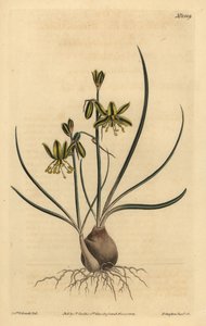 Riband albuca, Albuca vittata by Unbekannt