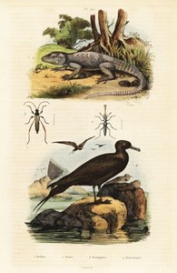 Rock agama and parasitic jaeger by Unbekannter Künstler