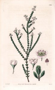 Rock thryptomene, Thryptomene saxicola (Southwest Australian rockery shrub) (Stony baeckea, Baeckea saxicola). Handcoloured copperplate engraving by Swan after an illustration by William Jackson Hooker from Samuel Curtis