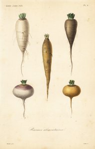 Root vegetables