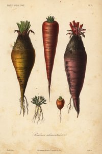 Root vegetables
