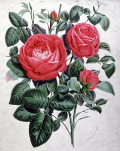 Roses by Unbekannter Künstler