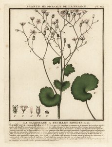 Round-leaved saxifrage, Saxifraga rotundifolia