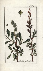 Royal Pepper or Marsh Myrtle (Myrica gale). Lithograph from 