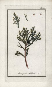 Sabine Juniper (Juniperus sabina). Lithograph from 