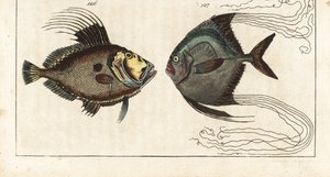 John Dory, Zeus faber, and African Pompano, Alectis ciliaris by Unbekannter Künstler
