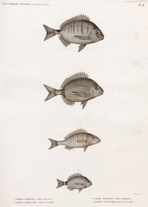 Sargue Enrouee; Sargue Ordinaire; Pagre Mormyr & Sargue Annulaire by Unbekannt