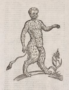 Another Species of Satyr by Unbekannt