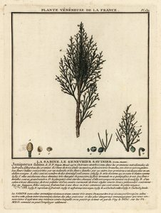 Savin juniper