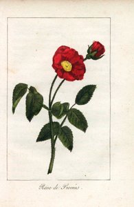 Scarlet Provence Pink, Rosa Gallica. Handcoloured Copperplate Engraving of an Illustration by Miss Prudhomme from Hommage Rendu a la Rose, Paris, Circa 1815 by Unbekannter Künstler