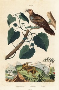 Schizodactylus monstrosus cricket, oilbird, and Mikania guaco vine