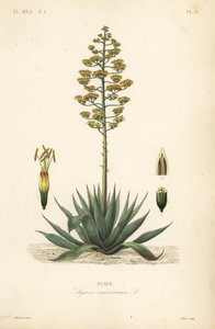 Sentry plant, century plant, maguey or American aloe
