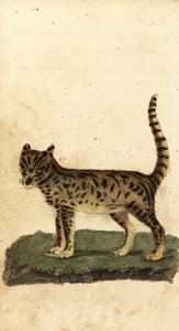 Serval, Leptailurus serval, 1800 (engraving)