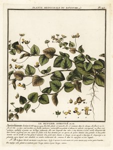 Sharpleaf cancerwort, Kickxia elatine