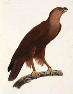 Shrill Eagle, Egypt by Unbekannter Künstler