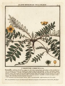 Silverweed, Potentilla anserina